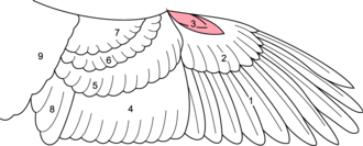 Drawing of the various parts of a bird's wing