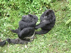 Male and female gorilla