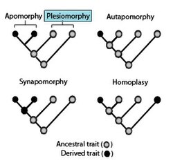 Phylogenies showing the terminology used to describe different patterns of ancestral and derived trait states.[1]