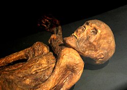 Reconstruction of Ötzi mummy as shown in Alpes-de-Haute-Provence, France. The original mummy and his remains and personal belongings are on exhibit at the South Tyrol Museum of Archaeology in Bolzano, South Tyrol, Italy.
