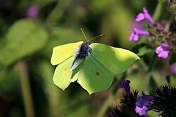 Possibly the original butter-fly.[7] A male brimstone (Gonepteryx rhamni) in flight.