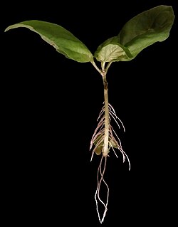 One criterion proposes that an organism cannot be divided without losing functionality.[6] This basil plant cutting is however developing new adventitious roots from a small bit of stem, forming a new plant.