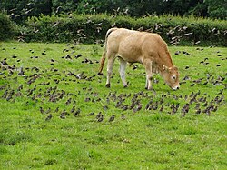 A flock foraging at a farm in Northern Ireland