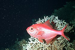 Deep water corals serve as habitats for fish such as the alfonsino