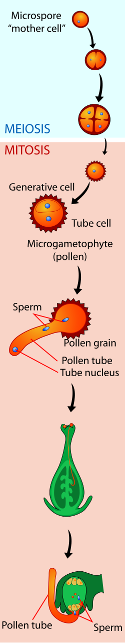 Pollen tube diagram