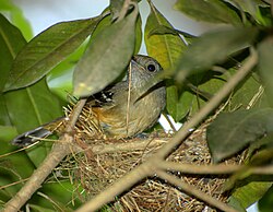 A female variable antshrike constructing a nest