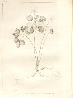 A flora of North America (Table 44) (7361638674)