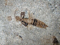Earwig from the late Paleocene Danish Fur Formation