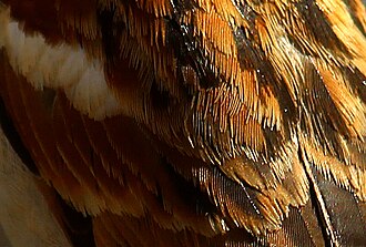 Close-up view of the plumage on a house sparrow