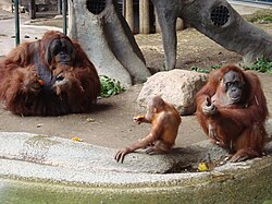 Male (left), offspring (center), and female (right) Sumatran orangutans