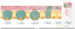 Illustration of a merosome budding off from an infected hepatocyte
