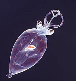 A juvenile squid