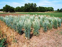 Thinopyrum intermedium crossing block. Thinopyrum intermedium selected for high grain yield and large seed size planted in a crossing block.