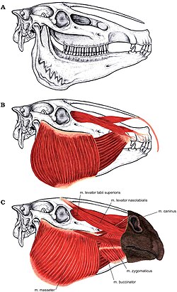 Reconstruction of skull musculature with proposed prehensile lip