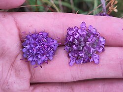 Flowerheads of Succisa pratensis, infected (right) and uninfected (left) with the floricolous downy mildew Peronospora violacea.