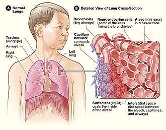 Cross-sectional detail of the lung