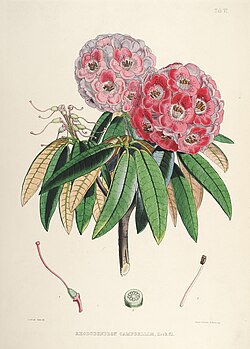 Rhododendron campbelliae named after Mrs Campbell by Hooker