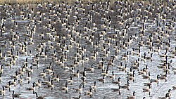 Resting in a pond during spring migration, Ottawa, Ontario