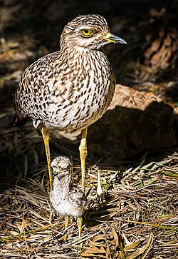 Spotted thick-knee with chick