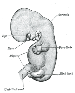 The ear develops in the lower neck region and moves upwards as the mandible develops (six weeks).