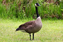 A Canada goose in Daingerfield State Park in Austin County, Texas, United States