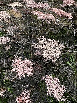A purple, cut-leafed elder variety with pale pink flowers