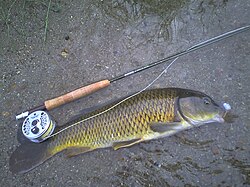 European carp caught with an artificial fly