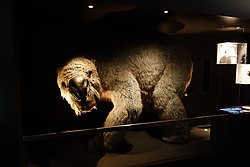 Reconstruction of a hippopotamus-sized Diprotodon