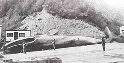 Dead blue whale on flensing platform
