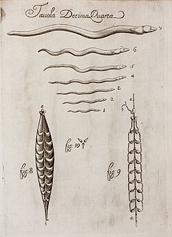 A plate from Francesco Redi's Osservazioni intorno agli animali viventi che si trovano negli animali viventi (Observations on living animals found inside living animals), 1684