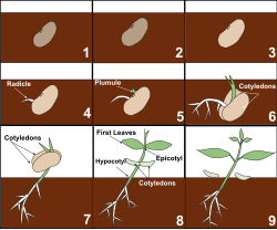 Sequential stages of germination showing the radicle emerging followed by early stages of plant growth.