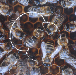 Honeybee workers perform the waggle dance to indicate the range and direction of food.