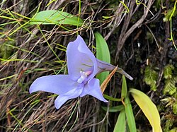 Disa longicornu