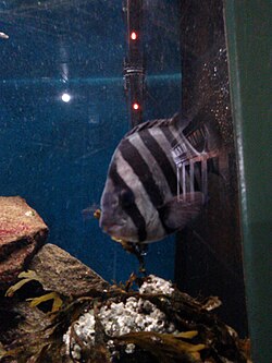 This barred knifejaw (Oplegnathus fasciatus) was transported from Japan to the United States inside a fishing boat that was washed out to sea by the 2011 Tohoku earthquake and tsunami.