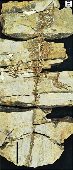 Skeleton of Coeruleodraco