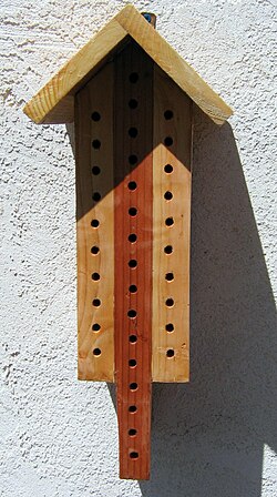 "Bee house" used for O. lignaria