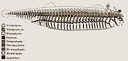 This 1847 diagram by Richard Owen shows his conceptual archetype for all vertebrates.