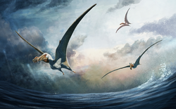 Many pteranodontoid pterosaurs such as Haliskia likely fed on fish at sea