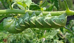 An example of the posterior "horn" seen on the tomato hornworm