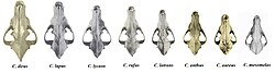 Skulls of dire wolf (Aenocyon dirus), gray wolf (C. lupus), eastern wolf (C. lycaon), red wolf (C. rufus), coyote (C. latrans), African golden wolf (C. lupaster), golden jackal (C. aureus) and black-backed jackal (Lupulella mesomelas)