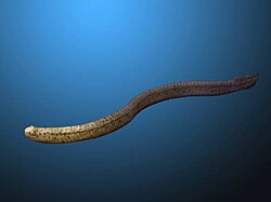 Promissum, a conodont known from rare soft-tissues