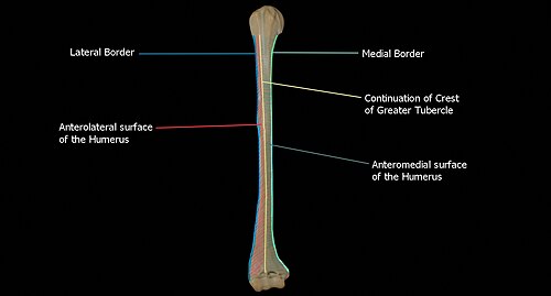 Anterior view of the humerus showing borders and surfaces