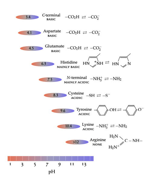 Ionization and Brønsted character of N-terminal amino, C-terminal carboxylate, and side chains of amino acid residues