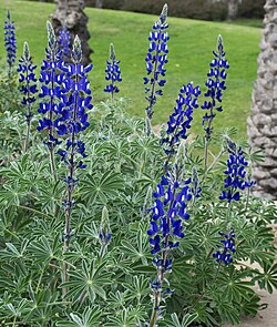 Lupinus pilosus in Tel Aviv University, Israel