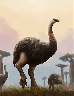 Aepyornis maximus restoration