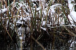 Goldcrest – Winter – Mote Park, Maidstone, Kent, UK