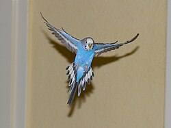 The budgerigar's wings, as seen on this pet female, allow it excellent manoeuvrability.