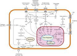 An overview of major signal transduction pathways.