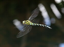 Southern hawker, Aeshna cyanea: its wings at this instant are synchronised for agile flight.
