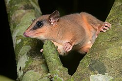 Marmosops incanus